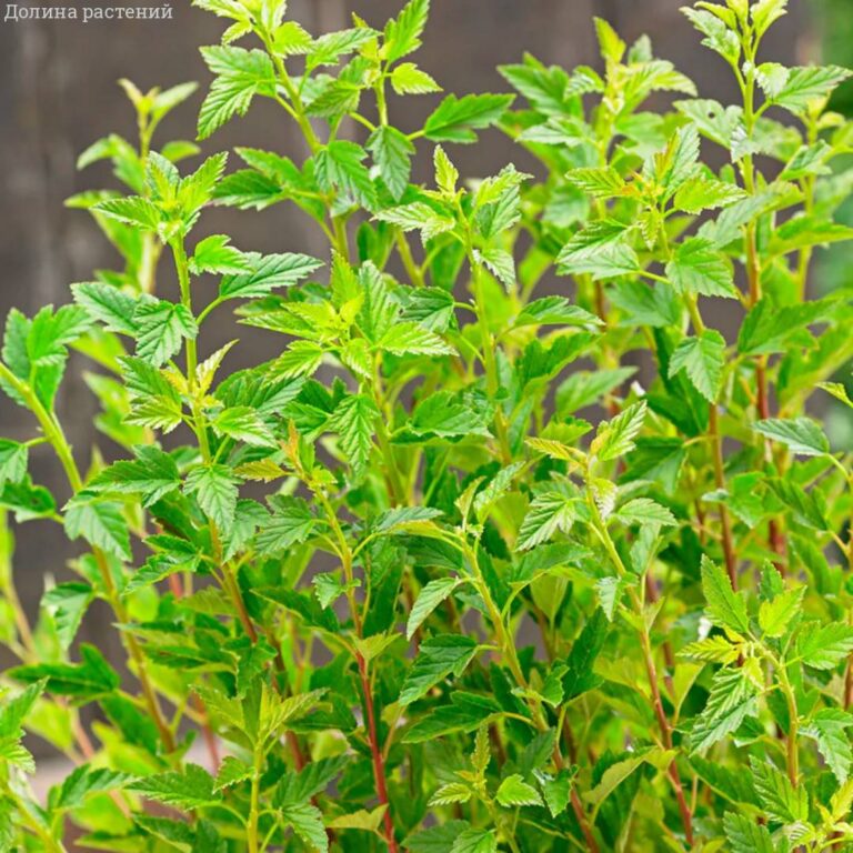 Physocarpus opulifolius "Little Greeny"