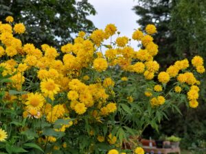 Rudbeckia laciniata "Goldquelle"