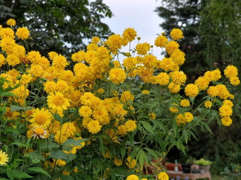 Rudbeckia laciniata "Goldquelle"