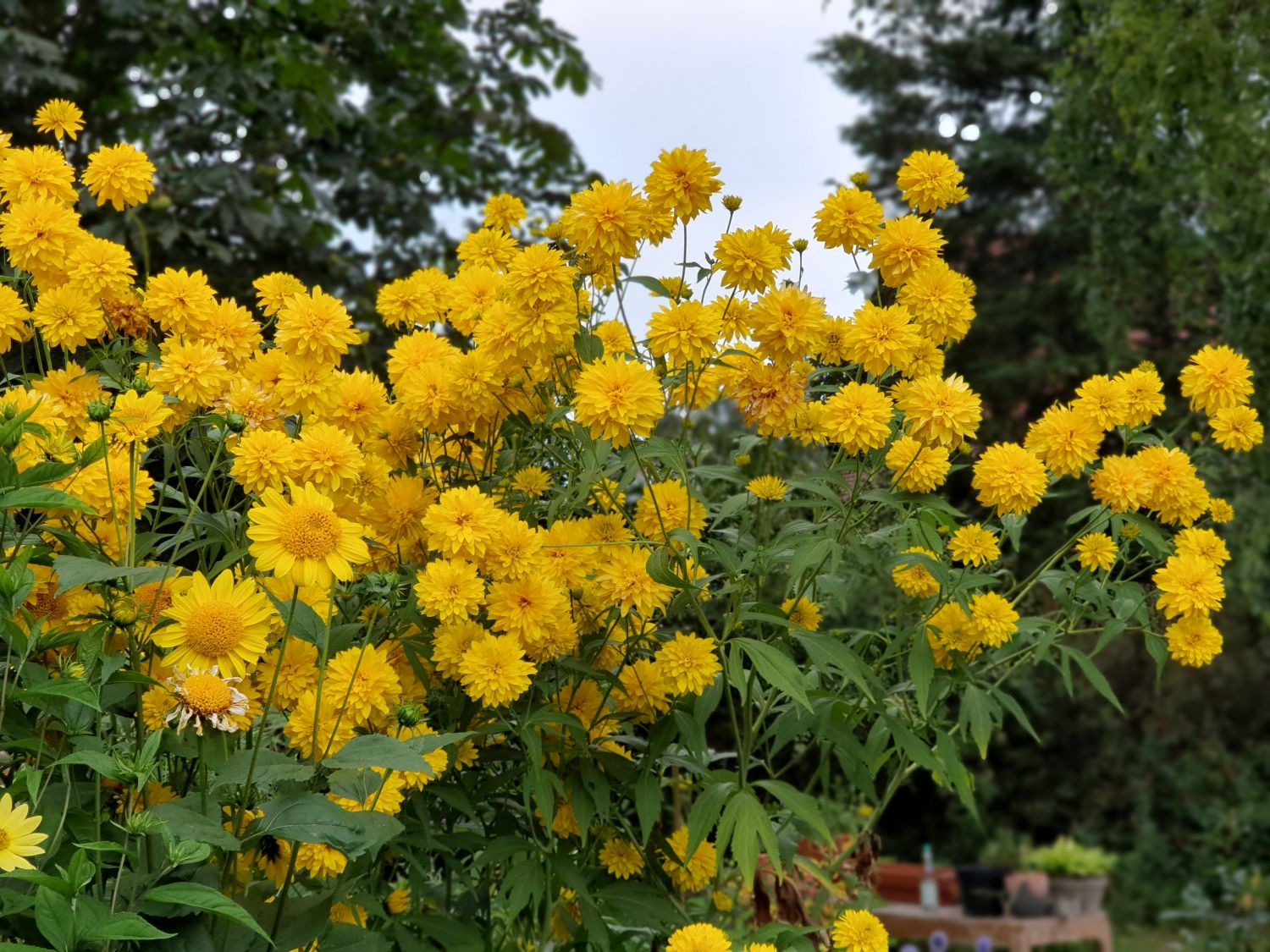 Rudbeckia laciniata "Goldquelle"