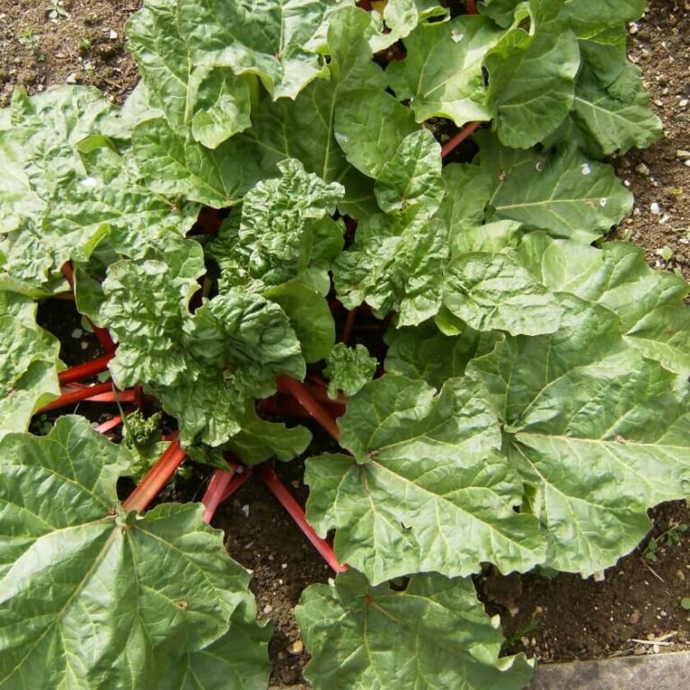 Rheum rhabarbarum