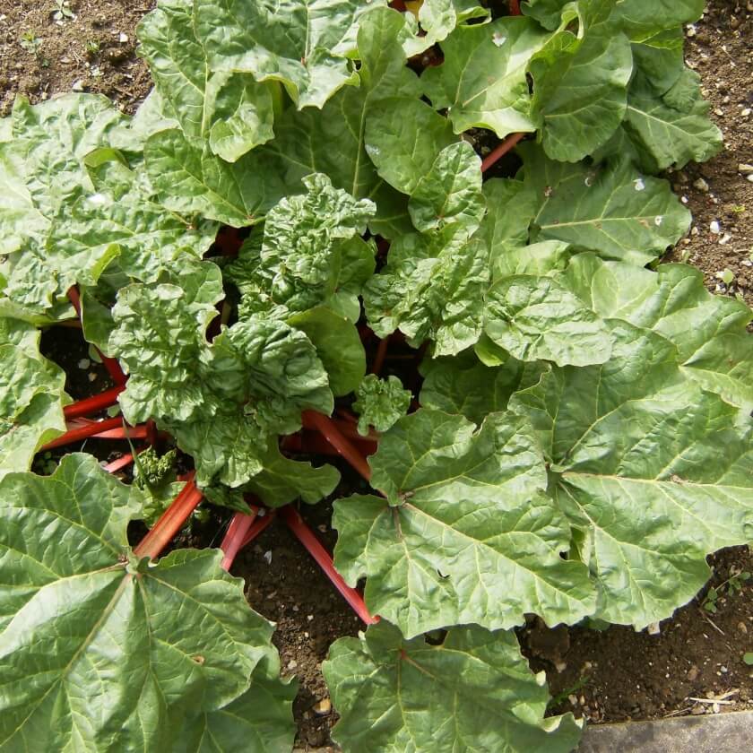 Rheum rhabarbarum