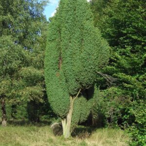 Kadakas (Juniperus) (2)