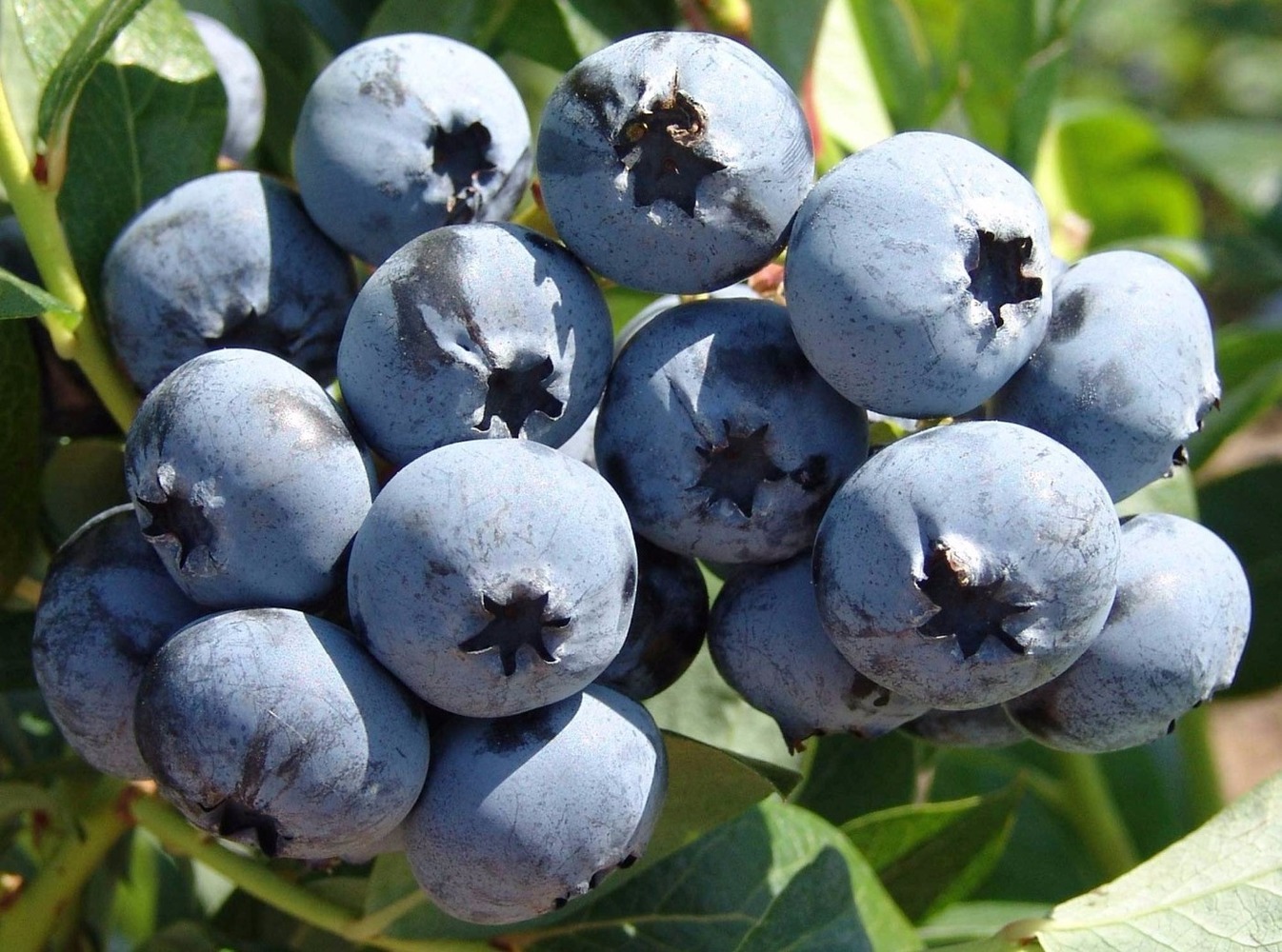 Голубика высокорослая "Chandler" (Vaccinium corymbosum "Chandler")