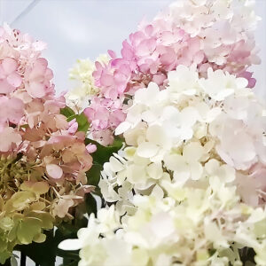 Hydrangea paniculata "Milk & Honey"