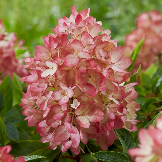 Hydrangea paniculata "Groundbreaker"