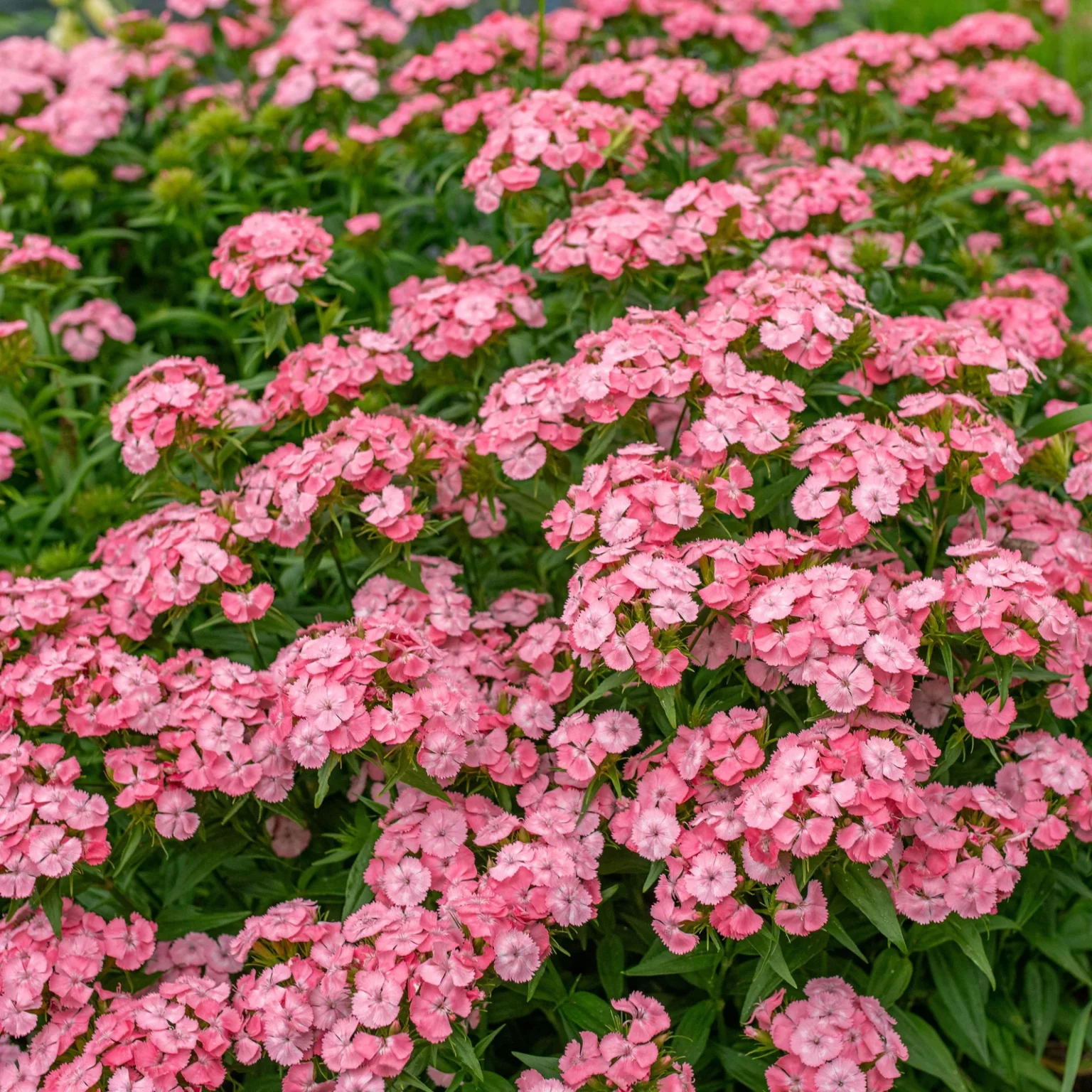 Гвоздика бородатая Dianthus barbatus "Pink Beauty"