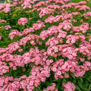Dianthus barbatus "Pink Beauty"