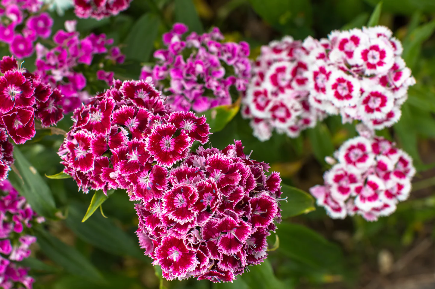 Гвоздика турецкая Dianthus barbatus "Pinocchio"