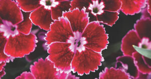 Habenelk "Dynasty F1 Rose Lace" KURZEMES SĒKLAS 10 s.