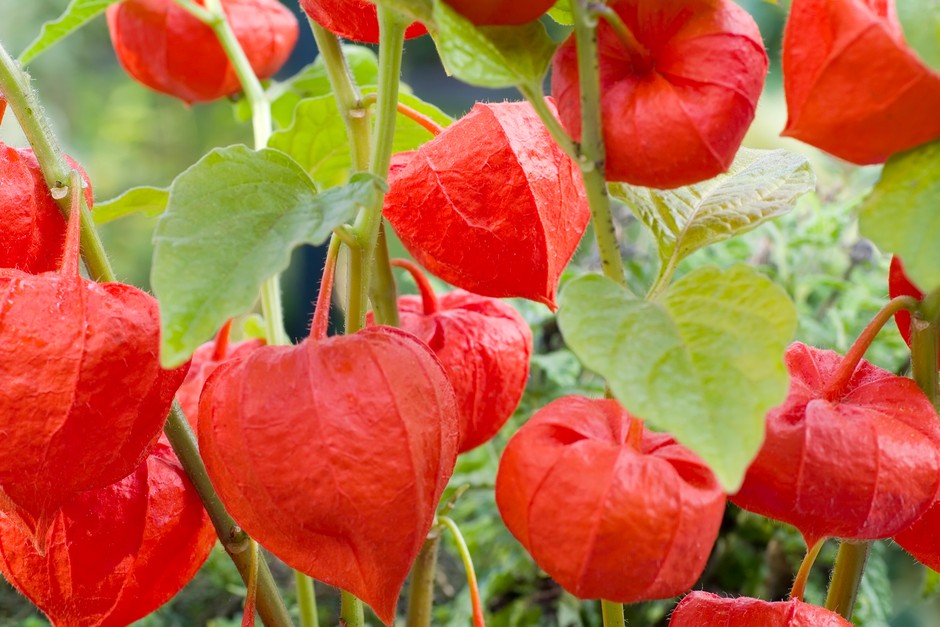Dumplūnė "Chinese Lanterns" Mr.Fothergill's 150 sėklų