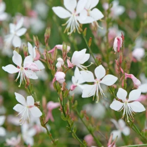 Oenothera lindheimeri Toraf 15 s.