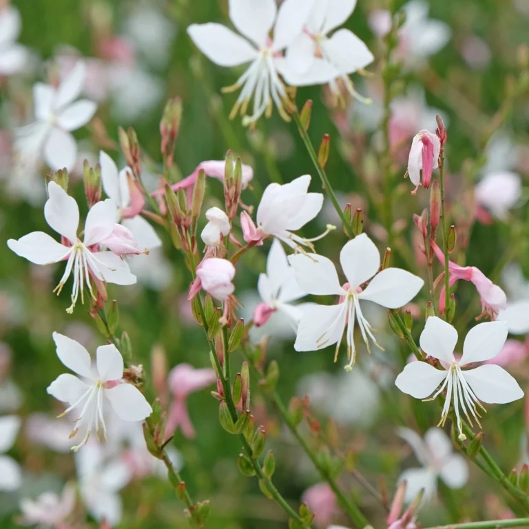 Oenothera lindheimeri Toraf 15 s.