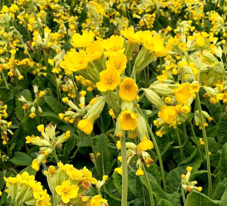 Harilik nurmenukk (Cowslip) Johnsons 100 s.