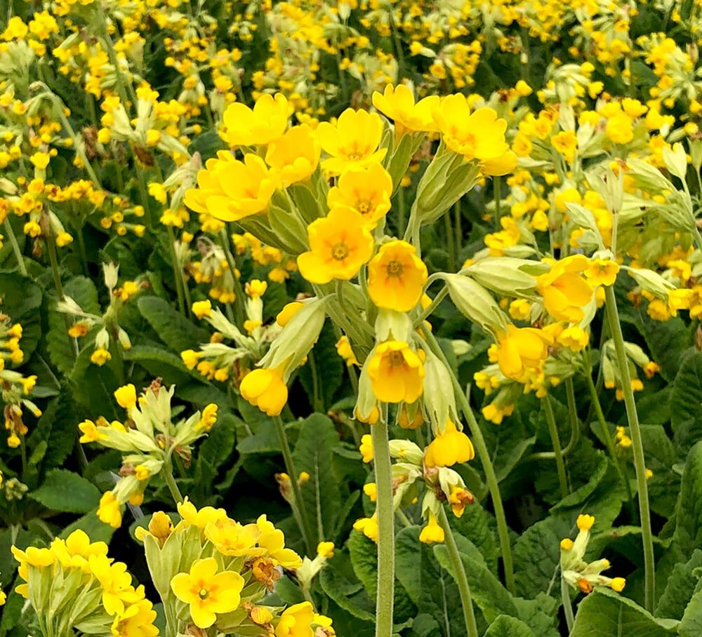 Harilik nurmenukk (Cowslip) Johnsons 100 s.