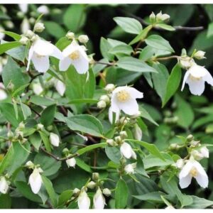 Philadelphus "Mont Blanc"