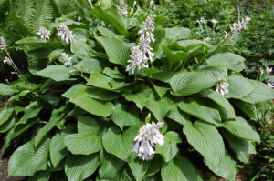 Hosta sieboldiana