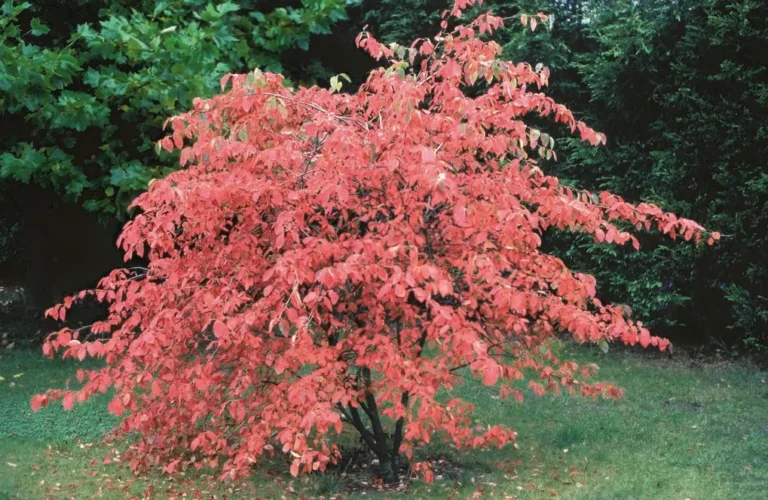 Amelanchier canadensis "Prince William"