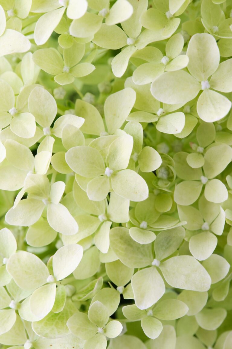Hydrangea paniculata "M. Lime Sparkle" 7,5L