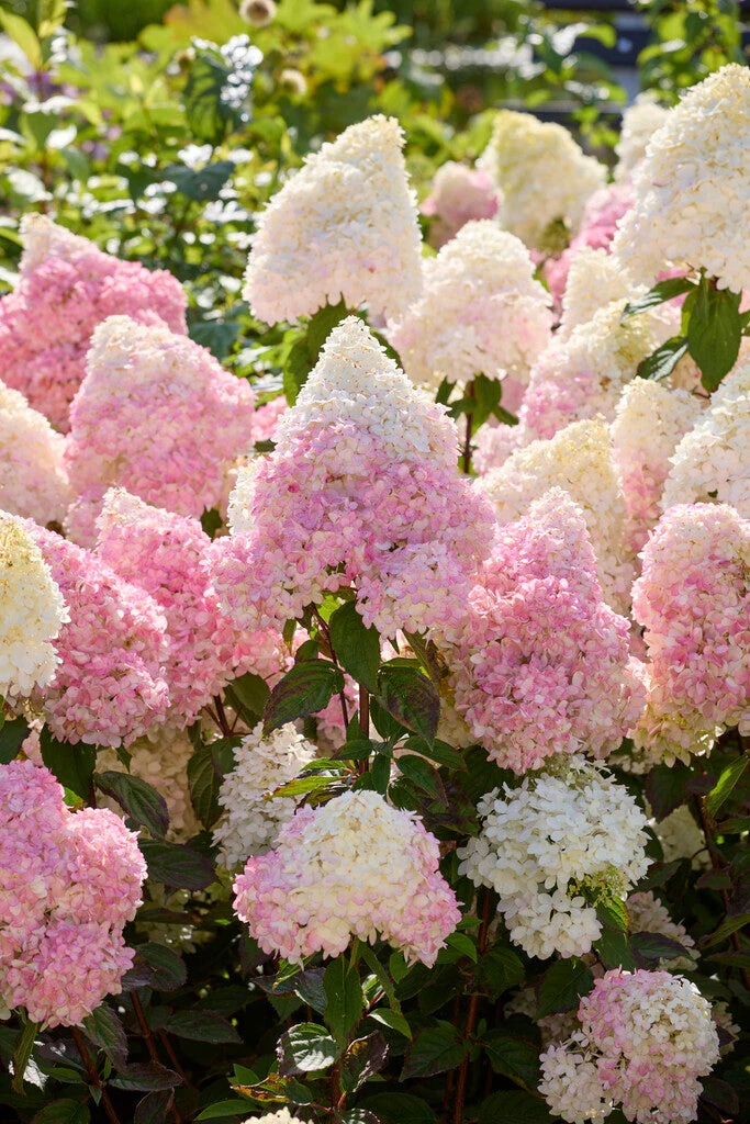 Hydrangea paniculata "Magical Andes"