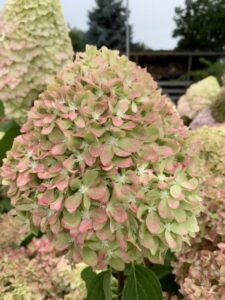 Hydrangea paniculata "Pixio"