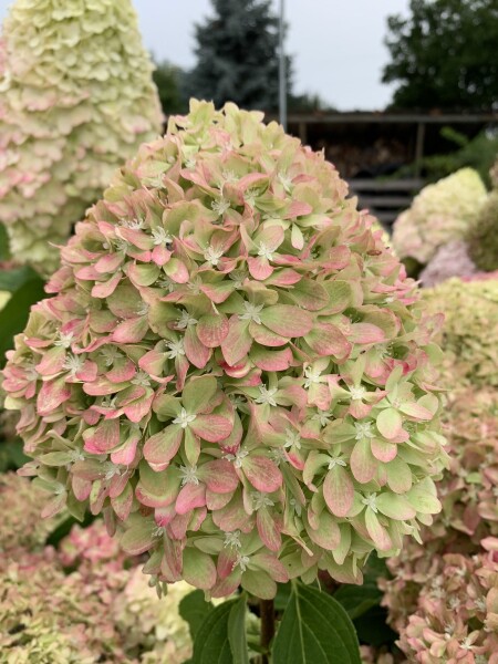 Hydrangea paniculata "Pixio"