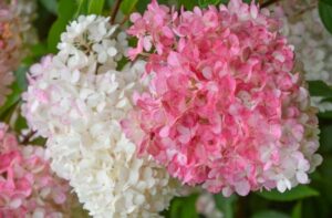 Hydrangea paniculata "Vanille Fraise"
