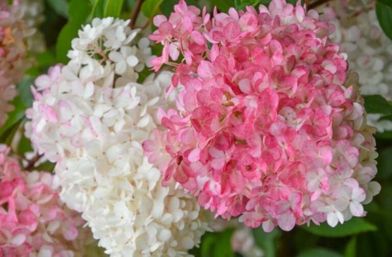 Hydrangea paniculata "Vanille Fraise"