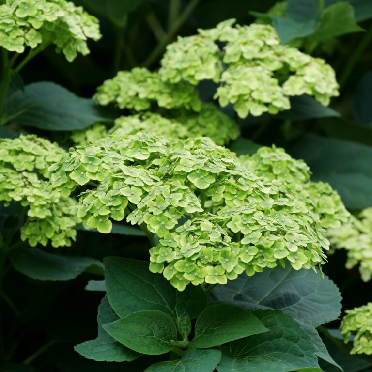 Hydrangea arborescens "Sublime Annabelle"