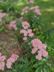 Isomaksaruoho Sedum purpureum