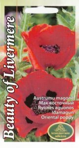 Idamagun "Beauty of Livermere" KURZEMES SĒKLAS 0,1 g