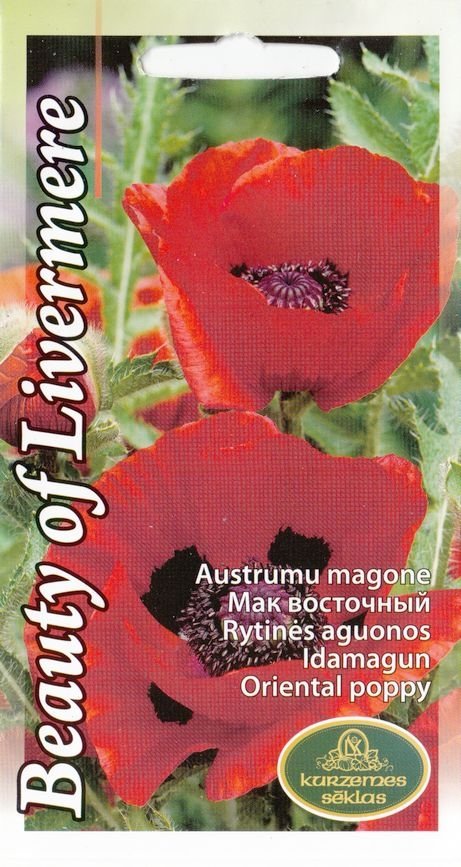 Oriental poppy "Beauty of Livermere" KURZEMES SĒKLAS 0.1 g