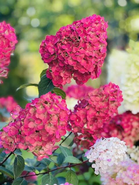Hydrangea paniculata "Samarskaya Lydia" 5 l pott 2L