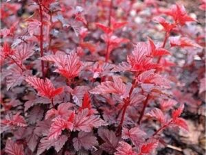 Physocarpus opulifolius "Schuch"