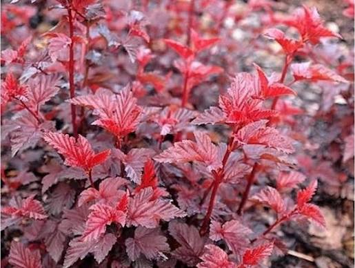 Physocarpus opulifolius "Schuch"