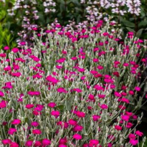 Lychnis P9 pott (1)