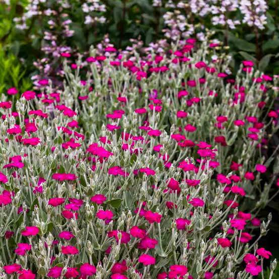 Lychnis P9 pott