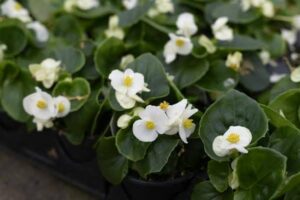 Begonia Semp. BEGO SE OV