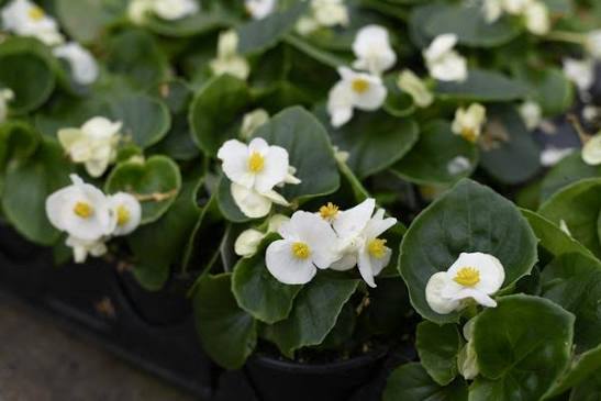 Begonia Semp. BEGO SE OV