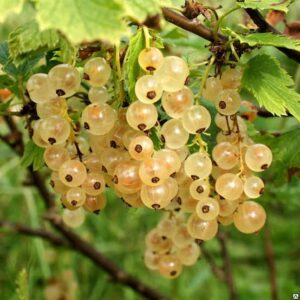 Ribes rubrum "White Juterbog" tüvel (2)