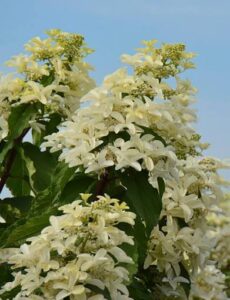 Hydrangea paniculata "Star Rose"