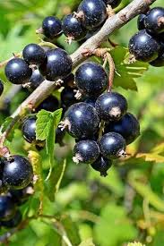 Ribes nigrum "Summer Pearls Black" 3 L ruukku