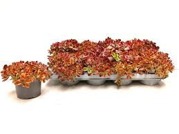 Sedum (maksaruoho), lajike määrittelemätön