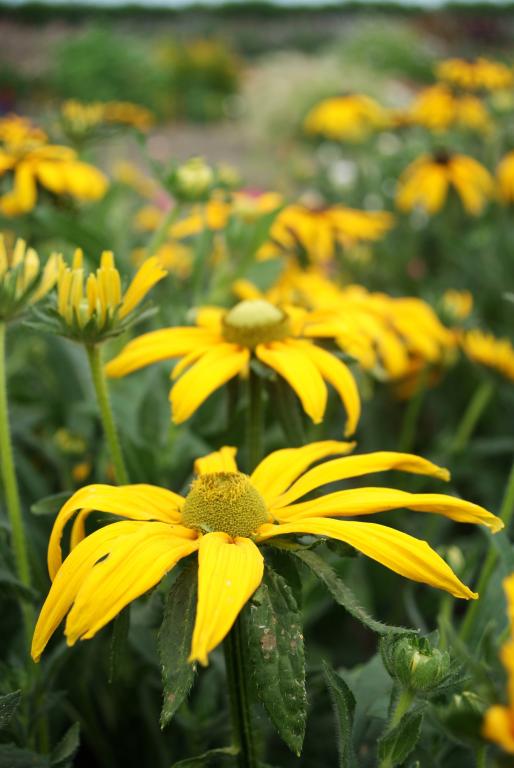 Rudbeckia "Green Eyes" P9 pott