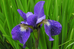 Iris sibirica SHIRLEY POPE