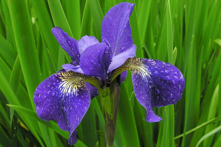 Iris sibirica SHIRLEY POPE