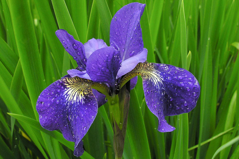 Iris sibirica SHIRLEY POPE