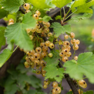 Ribes rubrum "White Juterbog" tüvel (3)