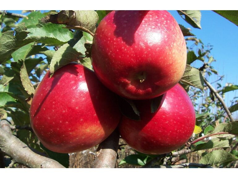 Malus domestica "Ligol"