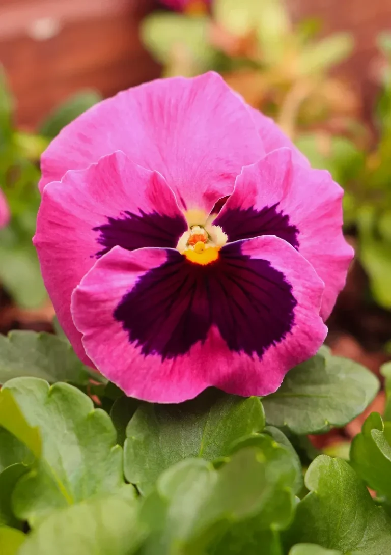 Pansy "Laura", 0.3 g, Žalia stotelė